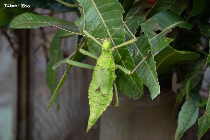 竹節蟲主題導覽開跑！走進臺北動物園昆蟲館，發現會「隱身」的森林小高手
